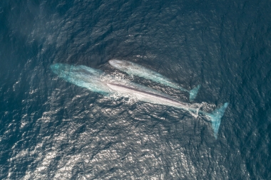 Image of Blue whales (Balaenoptera musculus) - Mother and calf, Baja California, Mexico, North Pacific, aerial