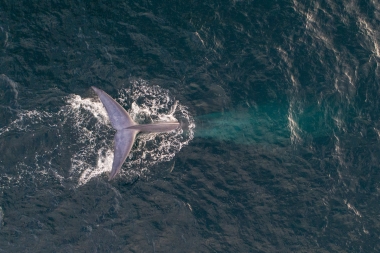 Image of Blue whale (Balaenoptera musculus) - Fluking, Baja California, Mexico, North Pacific, aerial