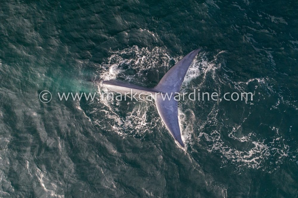 Blue whale (Balaenoptera musculus)