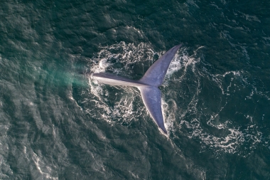 Image of Blue whale (Balaenoptera musculus) - Fluking, Baja California, Mexico, North Pacific, aerial