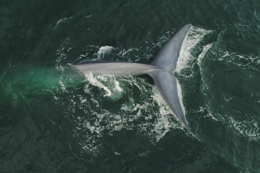 Image of Blue whale (Balaenoptera musculus) - Fluking, Baja California, Mexico, North Pacific, aerial