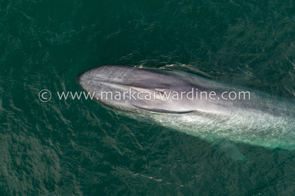 Blue whale (Balaenoptera musculus)