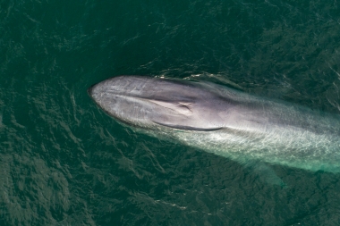 Image of Blue whale (Balaenoptera musculus) - Baja California, Mexico, North Pacific, aerial