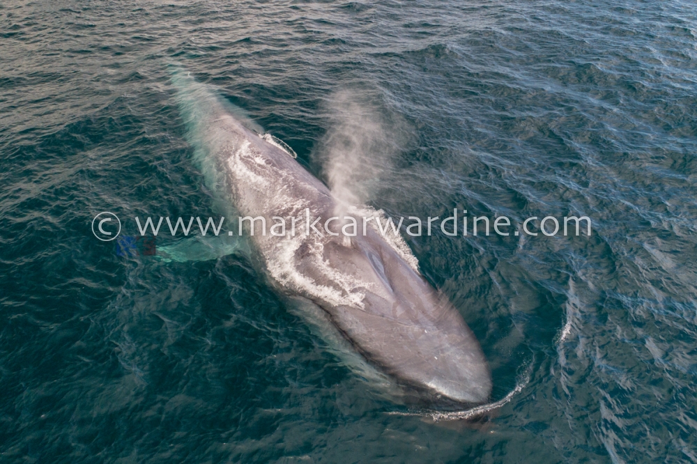 Blue whale (Balaenoptera musculus)