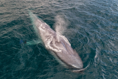 Image of Blue whale (Balaenoptera musculus) - Blowing or spouting, Baja California, Mexico, North Pacific, aerial