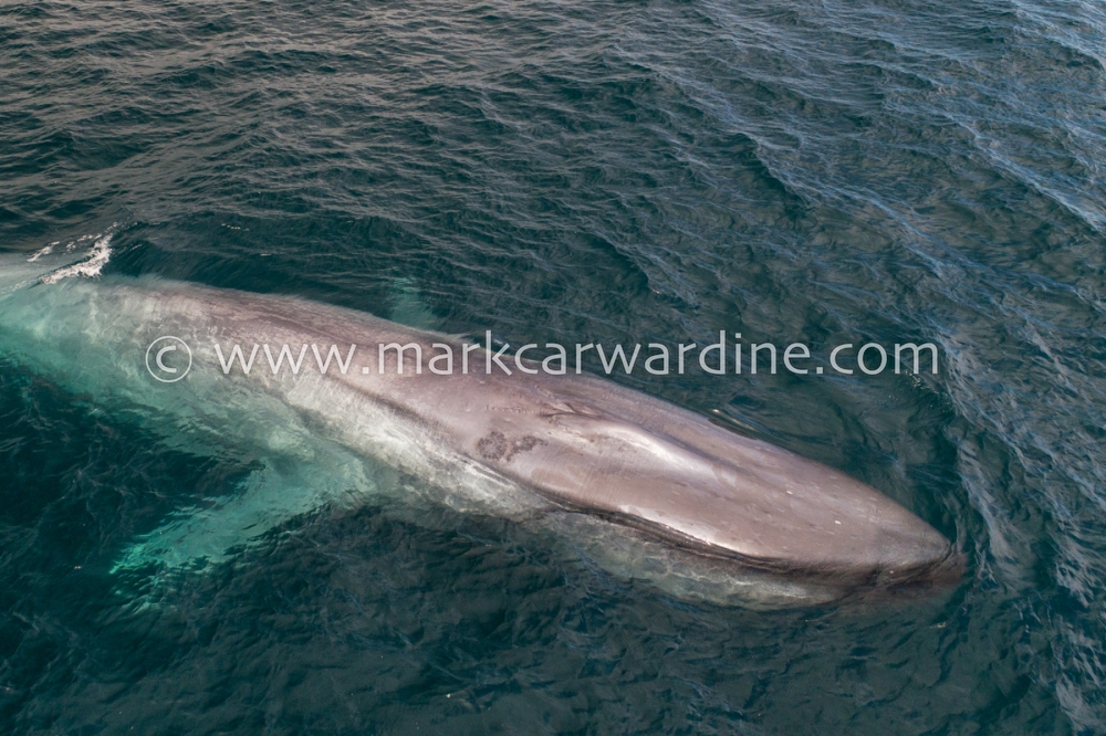 Blue whale (Balaenoptera musculus)