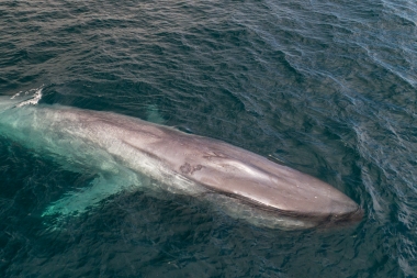 Image of Blue whale (Balaenoptera musculus) - Baja California, Mexico, North Pacific, aerial