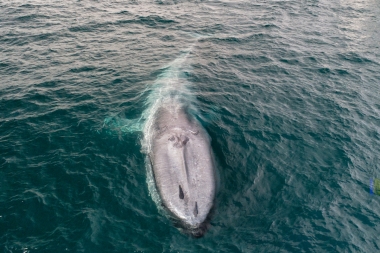 Image of Blue whale (Balaenoptera musculus) - Showing remora on head, Baja California, Mexico, North Pacific, aerial