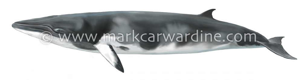 Common minke whale (Balaenoptera acutorostrata)
