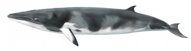 Image of Common minke whale (Balaenoptera acutorostrata) - Dwarf minke whale, as yet an unnamed subspecies