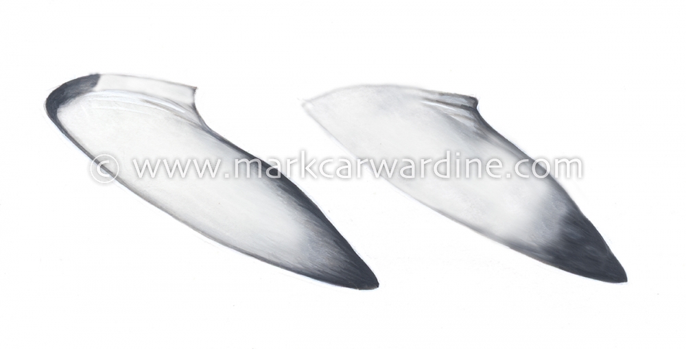 Common minke whale (Balaenoptera acutorostrata)