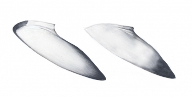 Image of Common minke whale (Balaenoptera acutorostrata) - Adult dwarf minke whale flippers (as yet an unnamed subspecies)