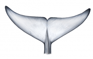 Image of Common minke whale (Balaenoptera acutorostrata) - Fluke