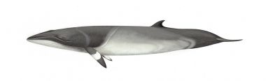 Image of Common minke whale (Balaenoptera acutorostrata) - Adult nothern hemisphere