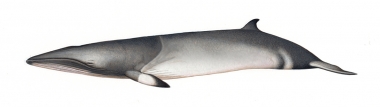 Image of Common minke whale (Balaenoptera acutorostrata) - Calf nothern hemisphere