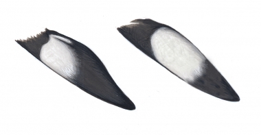 Image of Common minke whale (Balaenoptera acutorostrata) - Adult nothern hemisphere flippers