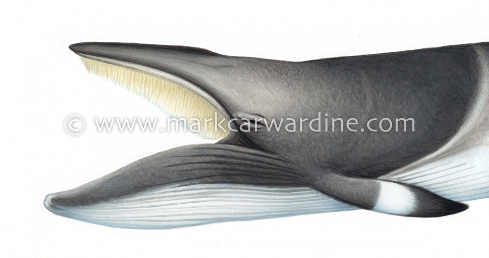 Common minke whale (Balaenoptera acutorostrata)