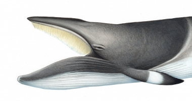 Image of Common minke whale (Balaenoptera acutorostrata) - Adult nothern hemisphere, with open mouth