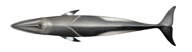 Image of Common minke whale (Balaenoptera acutorostrata) - Topside, adult northern hemisphere