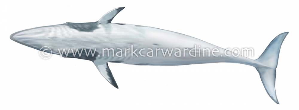 Common minke whale (Balaenoptera acutorostrata)