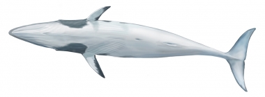 Image of Common minke whale (Balaenoptera acutorostrata) - Adult dwarf minke whale underside (as yet an unnamed subspecies)