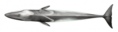 Image of Fin whale (Balaenoptera physalus) - Topside