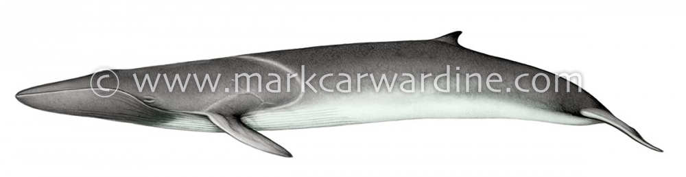 Fin whale (Balaenoptera physalus)