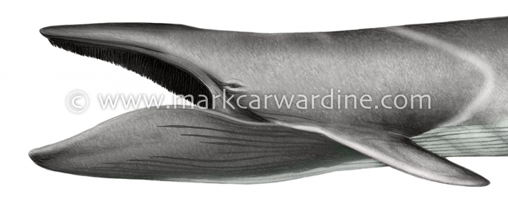 Fin whale (Balaenoptera physalus)