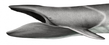 Image of Fin whale (Balaenoptera physalus) - Adult with open mouth