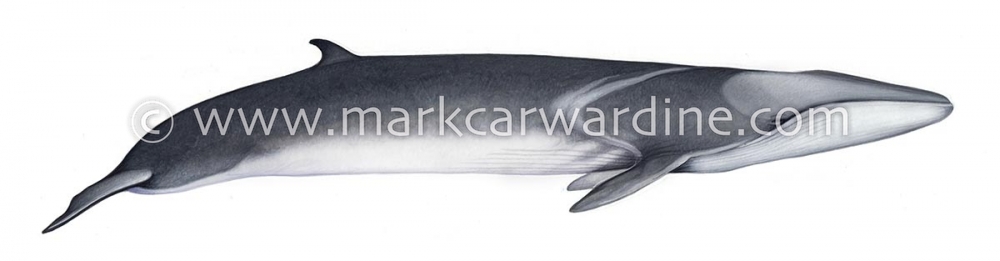 Fin whale (Balaenoptera physalus)