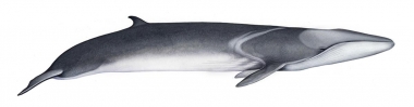 Image of Fin whale (Balaenoptera physalus) - Adult pygmy