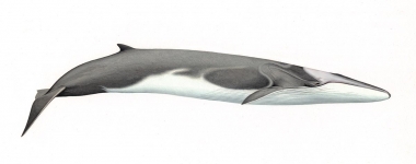Image of Fin whale (Balaenoptera physalus) - Adult right side 