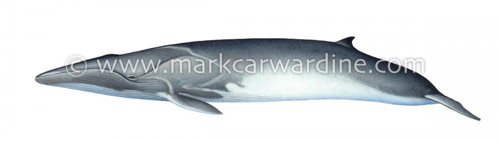 Fin whale (Balaenoptera physalus)