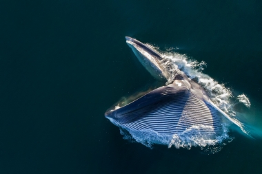 Image of Fin whale (Balaenoptera physalus) - Feeding, showing expanded throat pleats, Mexico, North Pacific, aerial