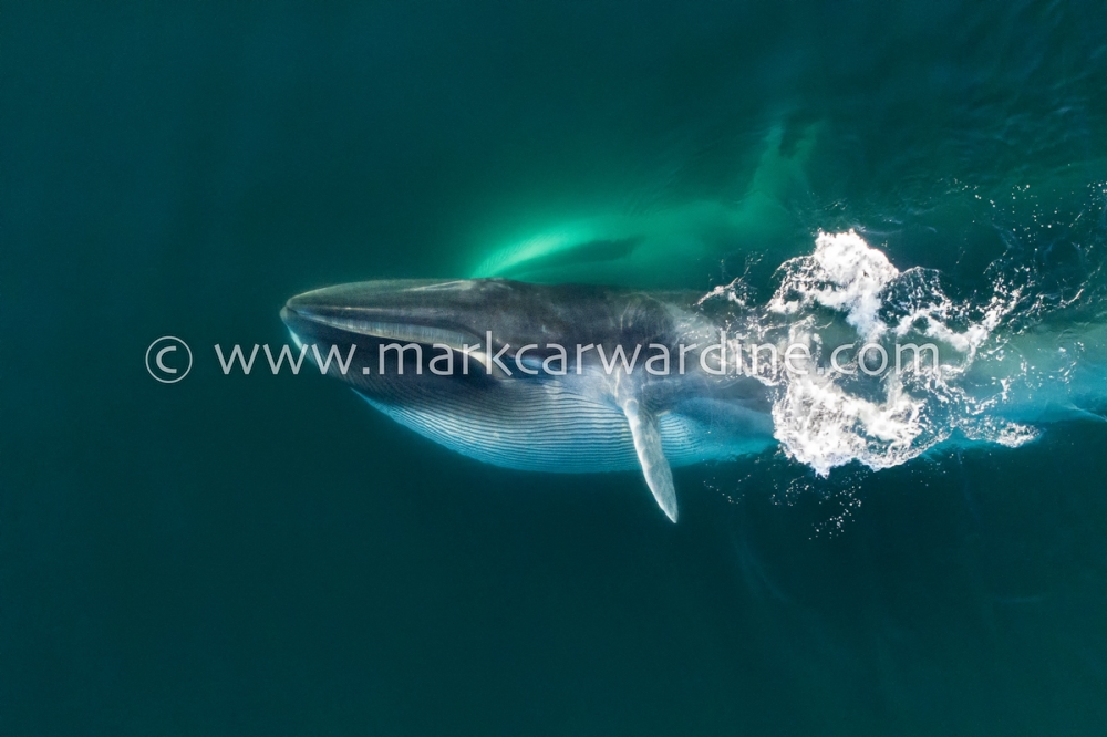 Fin whale (Balaenoptera physalus)