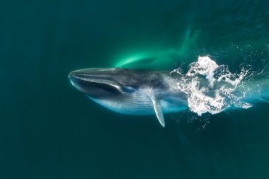 Image of Fin whale (Balaenoptera physalus) - Feeding pair, showing expanded throat pleats, Baja California, Mexico, North Pacific, aerial