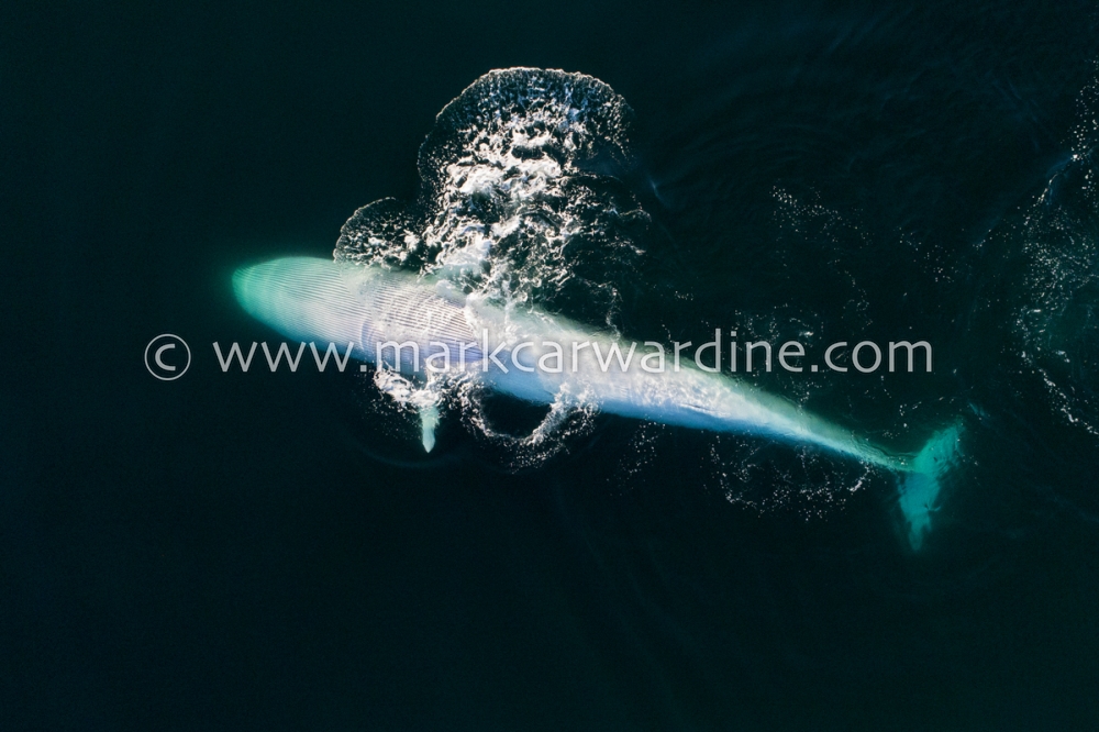 Fin whale (Balaenoptera physalus)