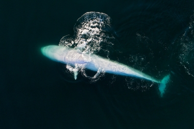Image of Fin whale (Balaenoptera physalus) - Feeding (upside-down), Baja California, Mexico, North Pacific, aerial