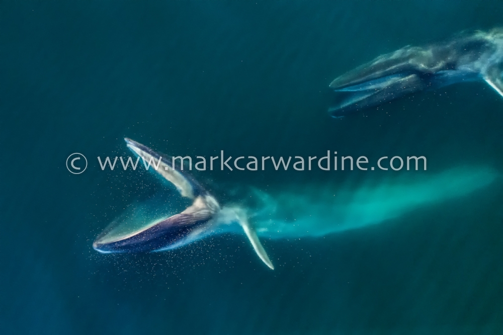 Fin whale (Balaenoptera physalus)