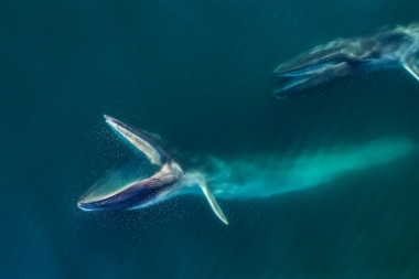 Image of Fin whale (Balaenoptera physalus) - Feeding pair, Baja California, Mexico, North Pacific, aerial