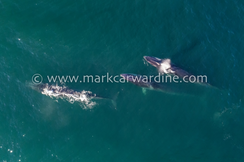 Fin whale (Balaenoptera physalus)