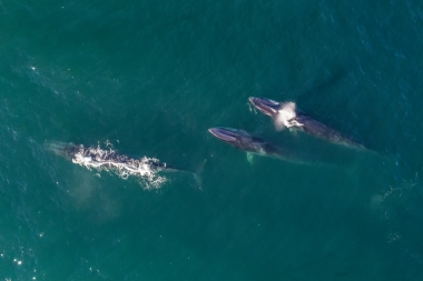 Image of Fin whale (Balaenoptera physalus) - Baja California, Mexico, North Pacific, aerial of group