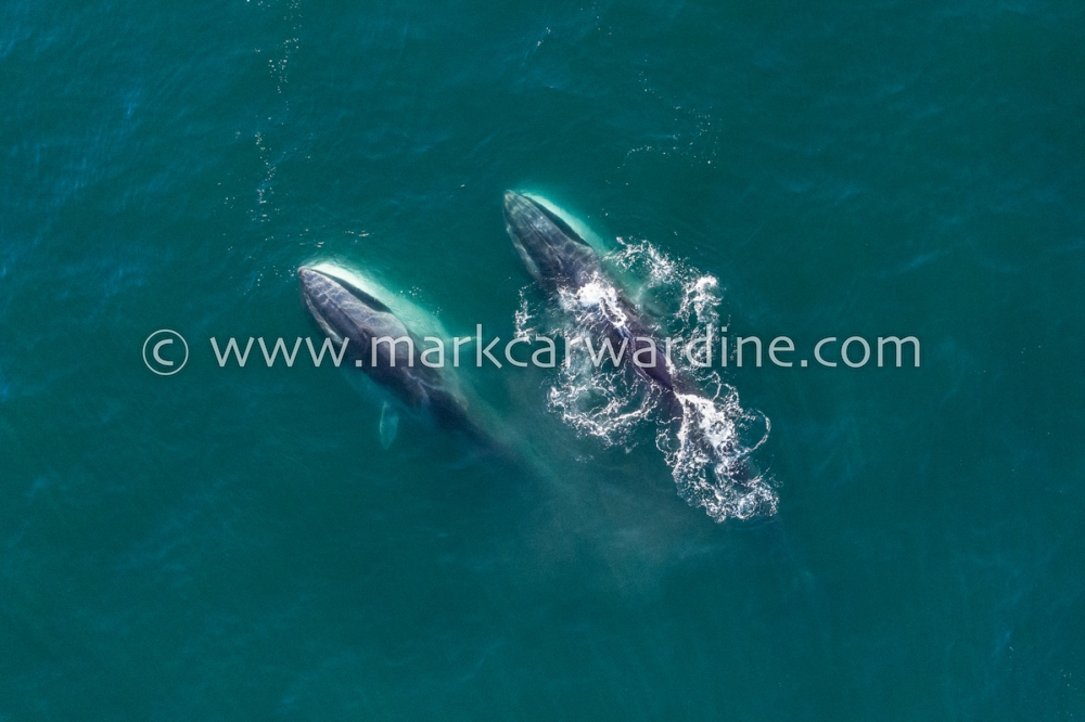 Fin whale (Balaenoptera physalus)