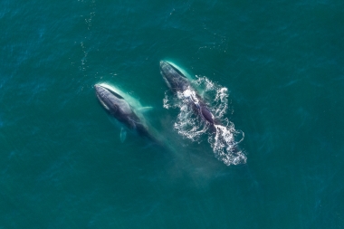 Image of Fin whale (Balaenoptera physalus) - Feeding pair, Baja California, Mexico, North Pacific, aerial