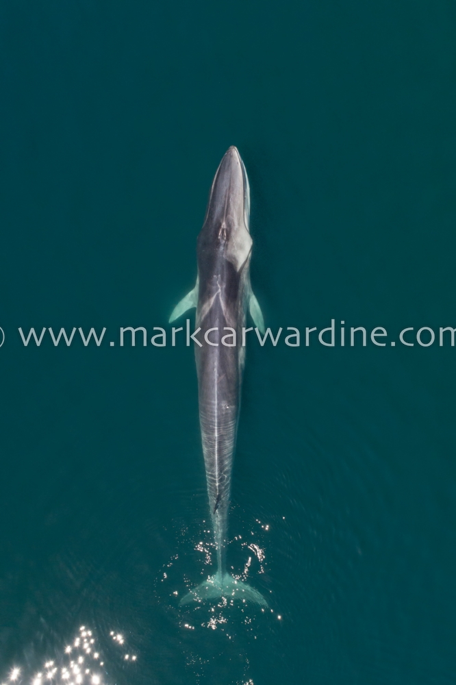 Fin whale (Balaenoptera physalus)