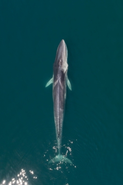 Image of Fin whale (Balaenoptera physalus) - Baja California, Mexico, North Pacific, aerial