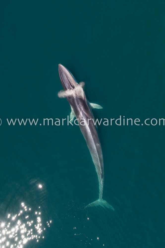 Fin whale (Balaenoptera physalus)