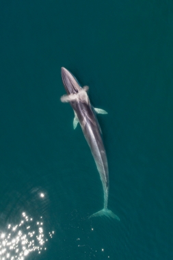 Image of Fin whale (Balaenoptera physalus) - Surfacing, Baja California, Mexico, North Pacific, aerial