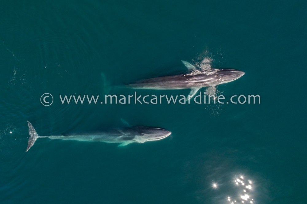 Fin whale (Balaenoptera physalus)