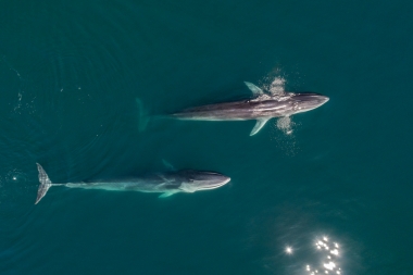 Image of Fin whale (Balaenoptera physalus) - Surfacing, Baja California, Mexico, North Pacific, aerial